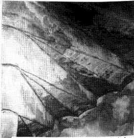 EscalierVis.jpg (15033 octets)
